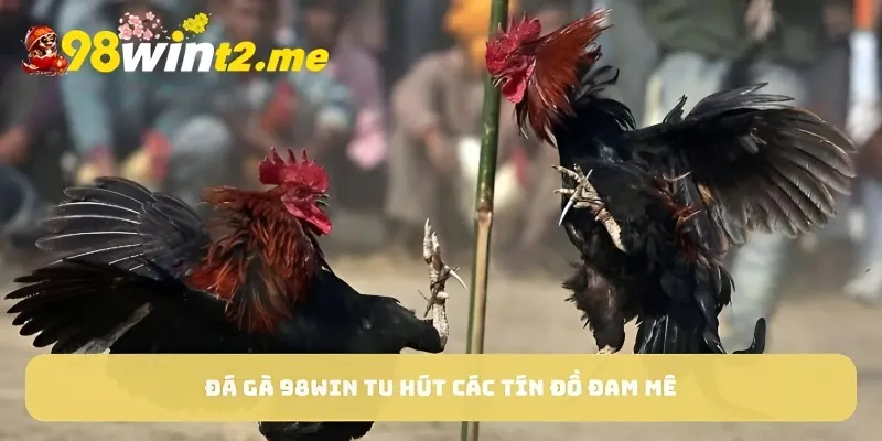 Đá gà 98win tu hút các tín đồ đam mê