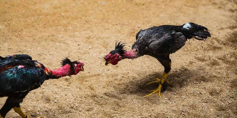 Lợi ích mà nhà cái đá gà thomo đem lại cho người chơi lâu năm